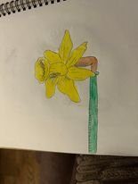 Grace's coloured-pencil drawing of a daffodil